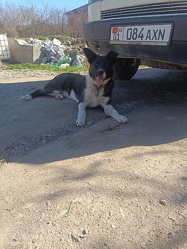 Продажа собак: Колли, 7 месяцев, Самец — 26