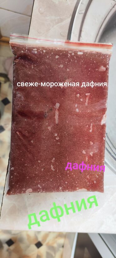 рыба сом в кыргызстане: Дафния свежемороженная:,1 кг 300 сом, фассовка500гр