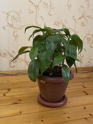 agac satisi baki: Dracaena fragrans (Corn Plant) – dekorativ otaq bitkisi - Bitki — 2