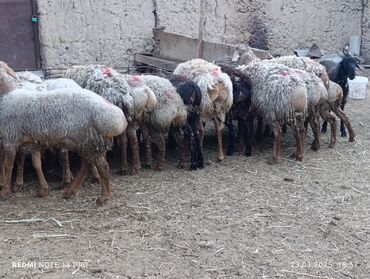 Бараны, овцы: Жалпы 20 баш эркек кочкорлор сатылат дүң сатыла