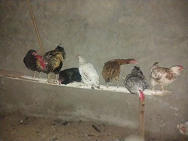 hundusqa yumurtasi: Məhsul: Təbii kənd toyuğu yumurtası.0.50 qepik Təsvir: - Gündəlik — 3