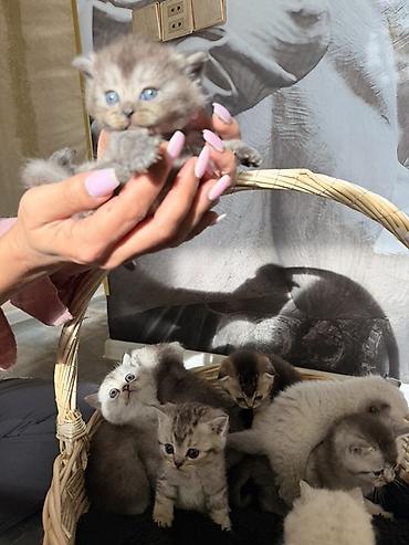 Pişiklər: Britan — 16