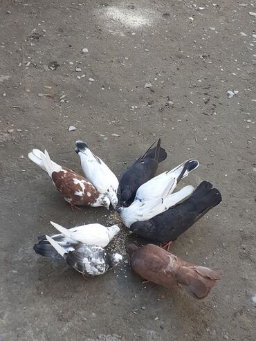 Göyərçinlər: 9 dene qusdu. Hamisi prablemsiz saglam heyvannardi.3manatdan sonu