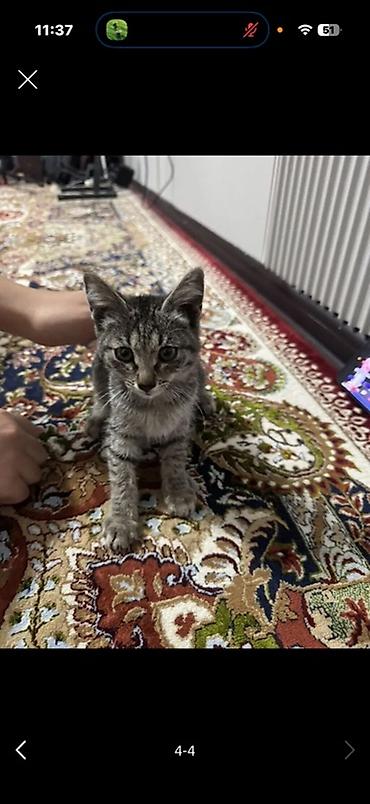 Беспородная, 2 месяца, Мальчик, Серый, Приучена к лотку