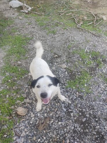 İtlər: Zvonok, 11 ay, Erkek, Peyvəndli -da lalafo.az — 3 İtlər: Zvonok, 11 ay, Erkek, Peyvəndli — 3