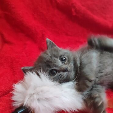 кошки продажа: Скотиш Страйт (Шотландская прямоухая), 2 месяца, Девочка, Голубой, Приучена к лотку, Проглистована