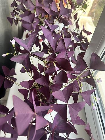 Оксалис треугольный (Oxalis triangularis), фиолетовый