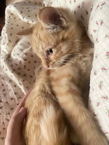 скотный двор: Кошка даром: Беспородная, 3 месяца, Девочка — 3