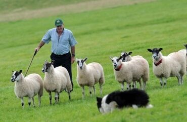 Работа: Нужен человек выгнать овец на пастбище Утром 1час и вечером час в