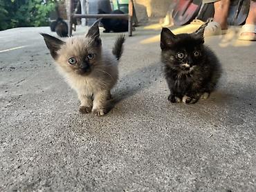 кошачий мята: Отдадим котят в хорошие руки 4 котенка : 3 девочки и 1 — 1