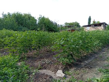 участки кашка суу: 5 соток, Курулуш, Кызыл китеп, Сатып алуу-сатуу келишими