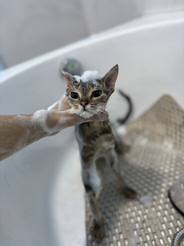 Вакансии: Grooming üzrə köməkçi tələb olunur ətraflı məlumat üçün 0506688029