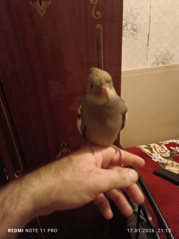 Tutuquşları: Bir dənə 2 ay 2 günlük korela balası Dişiyə oxşayır Sağlamdır öz — 4