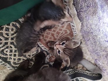 каракол животных: Бронь, бронь! выставляются на бронь 2 котёнка, породы сфинкс. Котята — 10