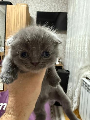 Pişiklər: Temiz şatlan pişiyidi -da lalafo.az — 10 Pişiklər: Temiz şatlan pişiyidi — 10