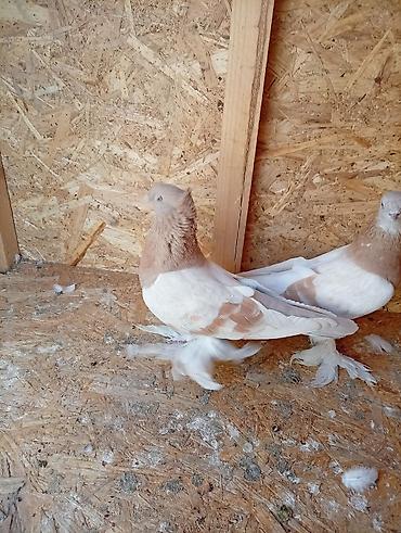 Куры, петухи: Продаю | Цыплята | Для разведения — 2