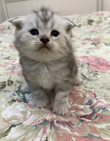 йоркширский терьер бишкек: Шотландский вислоухий котёнок (Scottish Fold) - Окрас: серебристый