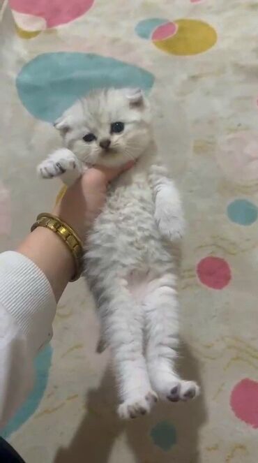 коты в добрые руки: Şinşilla, Erkək, Ünvandan götürmə, Ödənişli çatdırılma lalafo.az -da коты в добрые руки: Şinşilla, Erkək, Ünvandan götürmə, Ödənişli çatdırılma