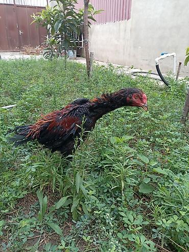 Xoruzlar: Xoruz, Heyratı, il: <1, Ünvandan götürmə — 16