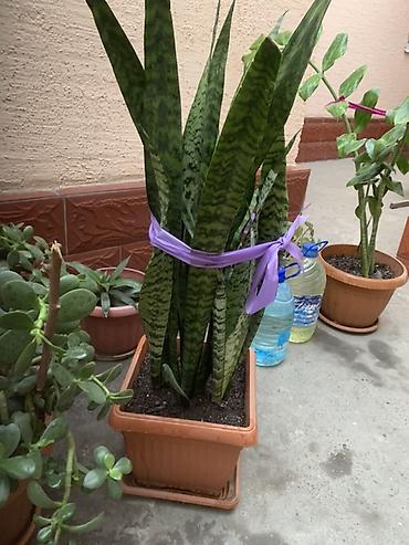 обмен на комнатные цветы: Комнатные растения в горшках 1) Сансевиерия (Sansevieria, «щучий — 1