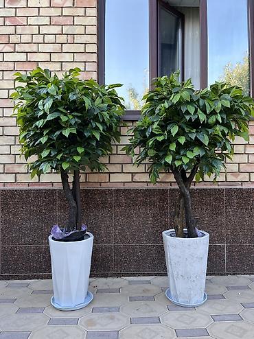 Декоративные цветы: 🌿 Мы — Mayram Decor KG, ваш надежный партнёр в создании эффектных и — 22