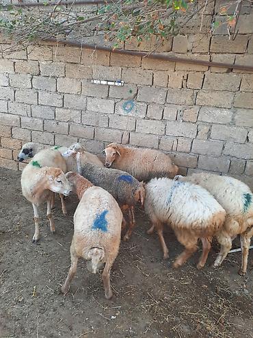 Бараны, овцы: Diri çəki 8-50 --9 manatQoyun və quzular – qarışıq sürü - Say — 2