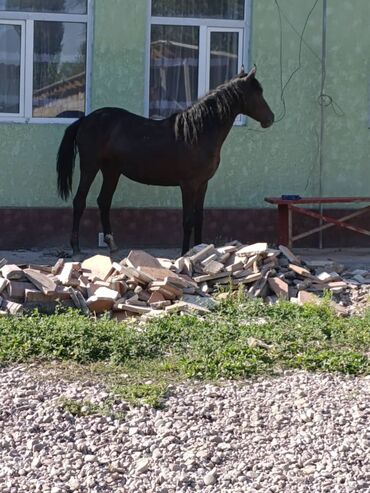 купить щенка добермана из питомника: Сатам | Бээ (ургаачы)
