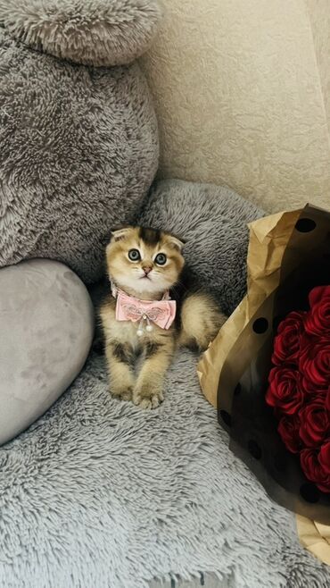 Pişiklər: Dişi — 26