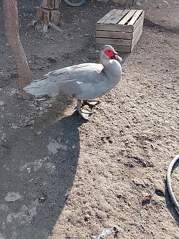 Ördəklər: Salam heyvanlar kom satilir 5feredi 1de erkey yumurtaya hazir -da lalafo.az — 2 Ördəklər: Salam heyvanlar kom satilir 5feredi 1de erkey yumurtaya hazir — 2