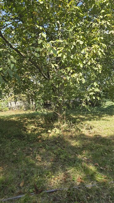 Qarajlar: 17 sot, Biznes üçün, Mülkiyyətçi, Bələdiyyə, Müqavilə