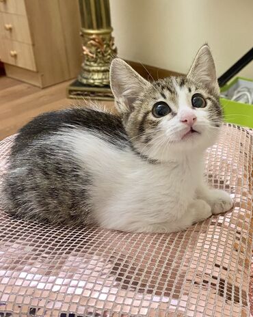 кошка домик: 1 месяц, Мальчик, Приучена к лотку