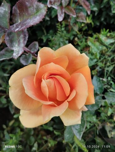 Садовые цветы и кустарники: Саженцы цветка: Розы — 13