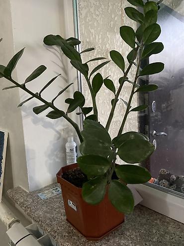 Молочаи: Комнатное растение – молочай Милла (Euphorbia milii), крупный куст в — 4