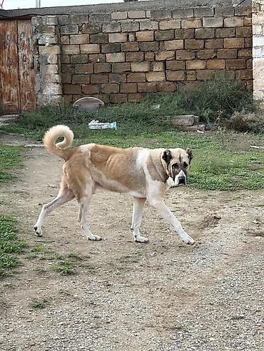 i̇t pudel: Qurdbasar, 3 il, Erkək, Peyvəndli, Rayonlara çatdırılma — 5