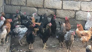 qirt toyug: Xoruz 15 manat Fərələr 12 manat 6 aylıqdır hamsi apreldə çıxıblar bir — 2