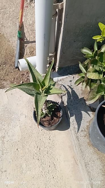 su radiator: Aloe vera və dekorativ sukulentlər – saksıda Məhsul təsviri: - — 1