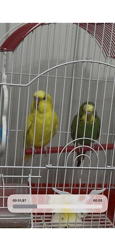 Волнистые попугаи с клеткой и аксессуарами - Пара волнистых попугаев