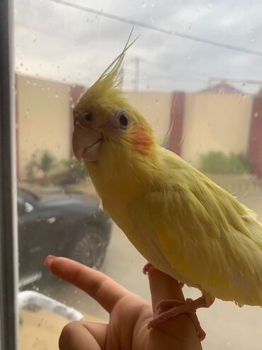 Tutuquşları: Növ: Korella papuqayı (cockatiel), sarı rəng 6 aylıgdır Erkek cinsidir — 9