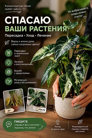 🪴 НЕ ВЫБРАСЫВАЙТЕ РАСТЕНИЕ — ЕГО МОЖНО СПАСТИ! Желтеют листья? Гниют