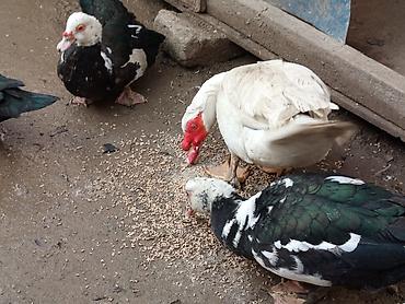 Ördəklər: Kom şeklinde SATLİR Erkey 2 denedi 10 dişi di tecılı satlir erkeyler — 17