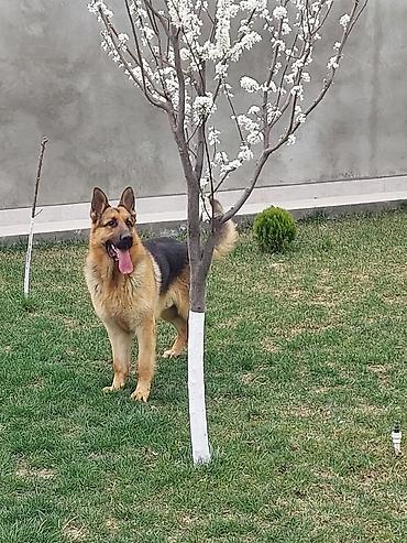çoban kucuyu: Alman çoban iti, 3 il, Erkək — 4