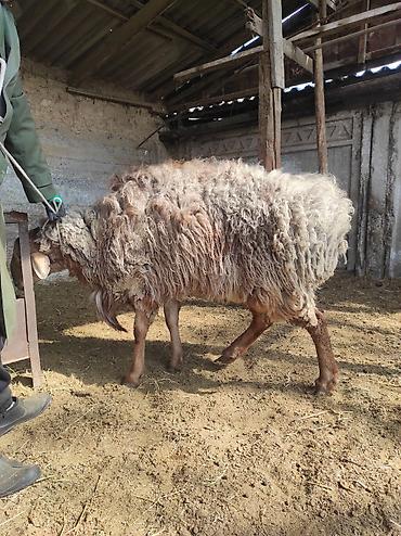 Баран, овца: Продаю | Овца (самка) | Для разведения | Ярка — 13