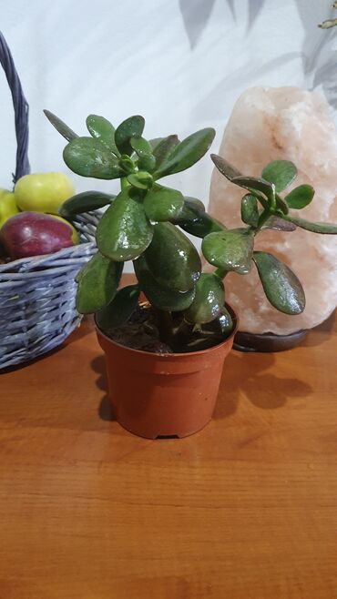 повторяющий кактус: Деньги и красота в дом!!! Толстолистник денежное дерево - всегда в