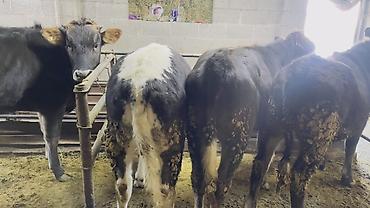 Коровы, быки: Продаю | Тёлка | На откорм | Привязанные — 10