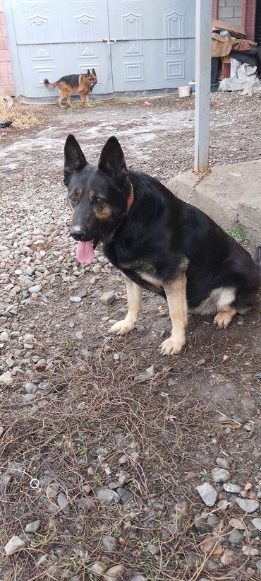 Продажа собак: Продаю восточной европейские овчарки самка и кобель по 3,5 года щенок — 5