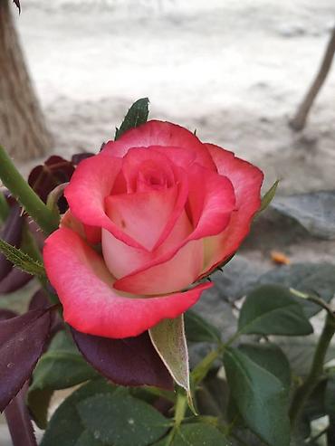 Роза: Саженцы чайно-гибридных роз (садовые кустовые розы) разных окрасок — 3