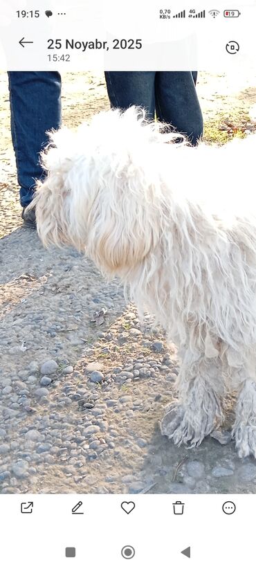 İtlər: Pudel — 3