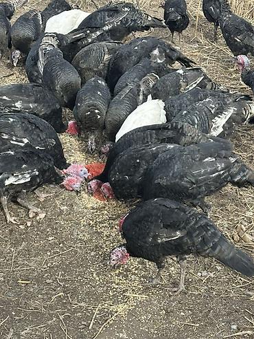 Индюки: Продаю | Индюшка (самка), Индюк (самец) | Для разведения | Племенные — 8