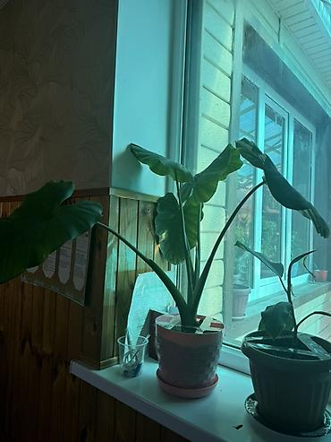 бөлмө гулдору: Алоказия (вероятно Alocasia macrorrhiza) в декоративном горшке - — 2