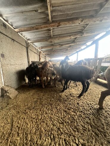 Бараны, овцы: Продаю | Баран (самец) | Для разведения | Племенные — 13